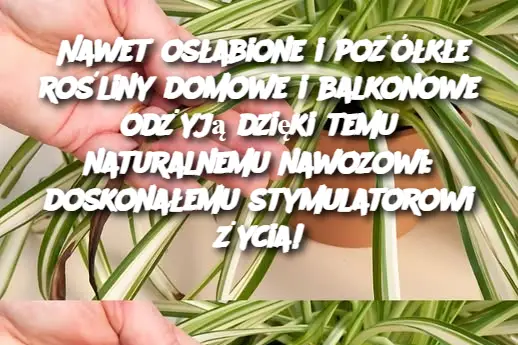 Nawet osłabione i pożółkłe rośliny domowe i balkonowe odżyją dzięki temu naturalnemu nawozowi: doskonałemu stymulatorowi życia!