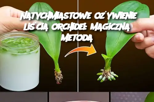 Natychmiastowe ożywienie liścia orchidei: magiczna metoda