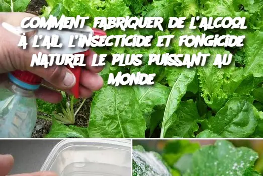 Comment fabriquer de l’alcool à l’ail, l’insecticide et fongicide naturel le plus puissant au monde