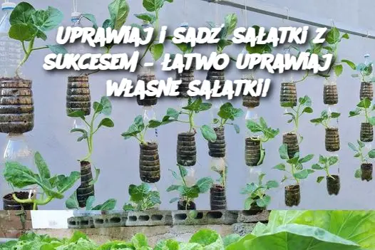 Uprawiaj i sadź sałatki z sukcesem – łatwo uprawiaj własne sałatki!