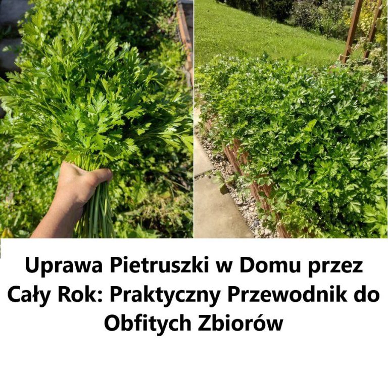 Uprawa Pietruszki w Domu przez Cały Rok: Praktyczny Przewodnik do Obfitych Zbiorów