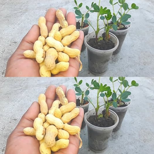 How to Grow Peanuts from Seed – A Step-by-Step Guide