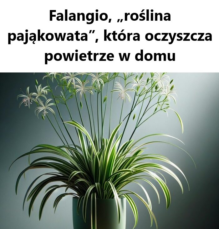 Falangio, „roślina pająkowata”, która oczyszcza powietrze w domu