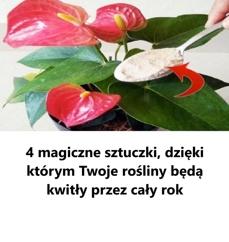 4 magiczne sztuczki, dzięki którym Twoje rośliny będą kwitły przez cały rok