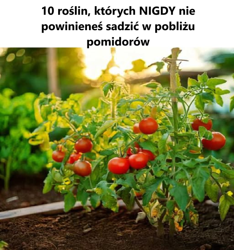 Nie miałem o tym pojęcia