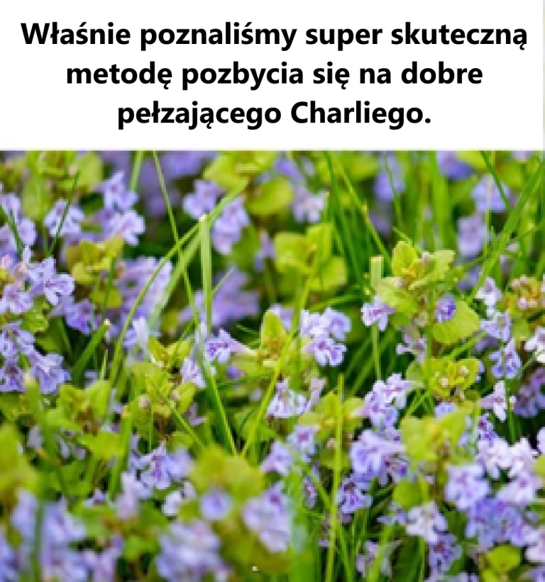 Jak pozbyć się Creeping Charlie