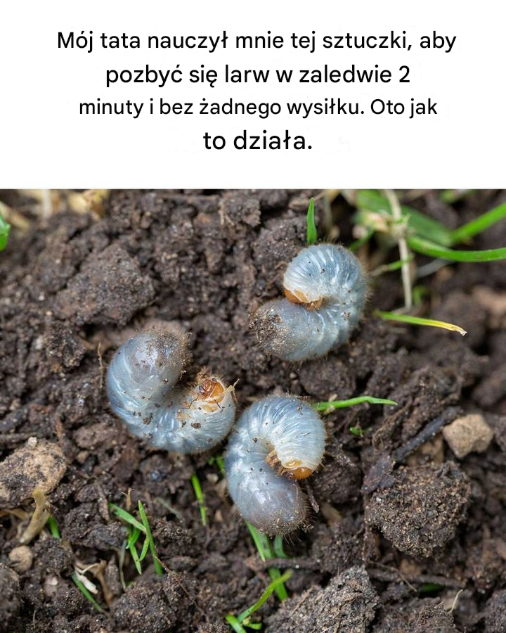 Genialne! Szkoda, że ​​nie przeczytałem tego wcześniej!