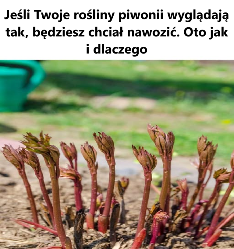 Nie miałem o tym pojęcia