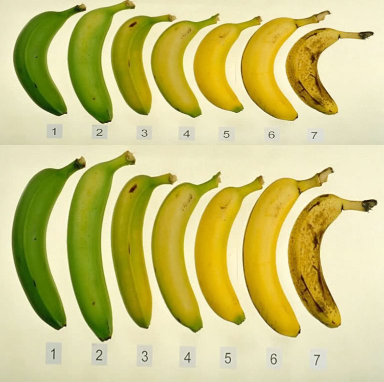 Czy wiesz, który z tych siedmiu bananów jest najlepszy dla Ciebie i Twojego zdrowia?