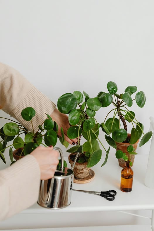 Pilea peperomioides – Roślina ” Pieniążek “, która przynosi szczęście!