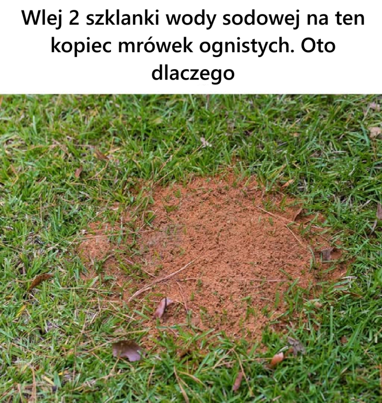 Wlej 2 szklanki wody sodowej na ten kopiec mrówek ognistych. Oto dlaczego