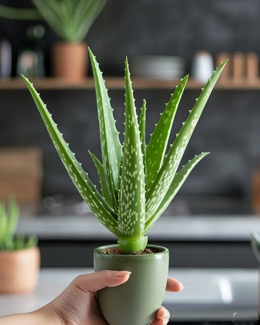 Chcesz, aby Twój aloes rósł prosto? Oto, co musisz wiedzieć (+ więcej wskazówek)