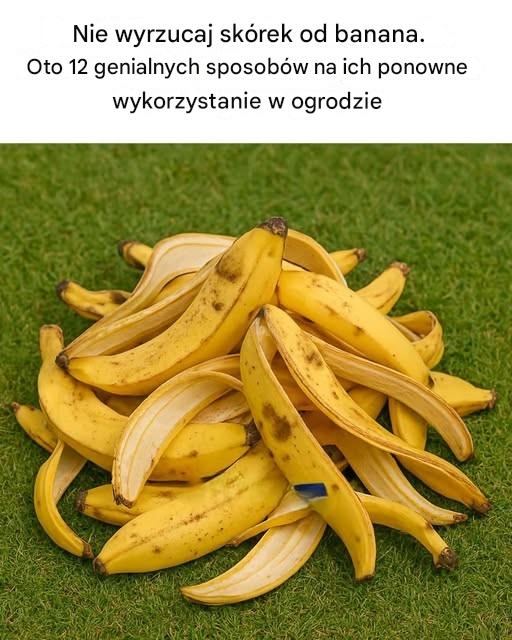 Nie wyrzucaj skórek od banana. Oto 12 genialnych sposobów na ich ponowne wykorzystanie w ogrodzie