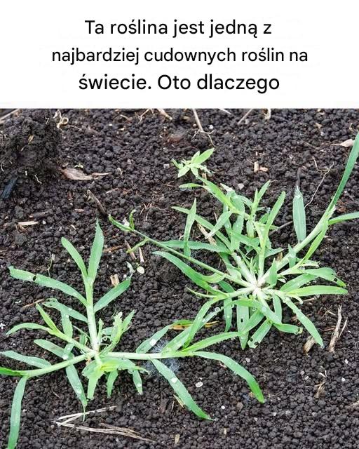 Nigdy o tym nie słyszałem