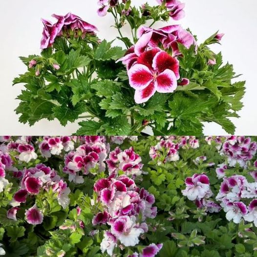 Trik na przetrwanie pelargonii przezimowaniem za pomocą papierowej torby