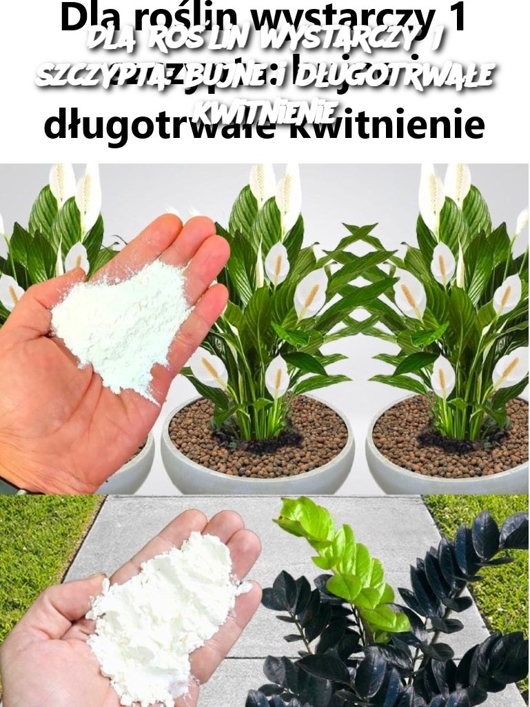 Dla roślin wystarczy 1 szczypta: bujne i długotrwałe kwitnienie