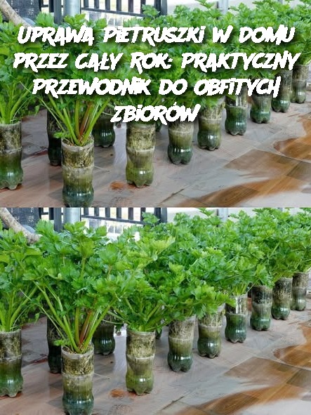 Uprawa Pietruszki w Domu przez Cały Rok: Praktyczny Przewodnik do Obfitych Zbiorów