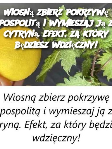 Wiosną zbierz pokrzywę pospolitą i wymieszaj ją z cytryną. Efekt, za który będziesz wdzięczny!