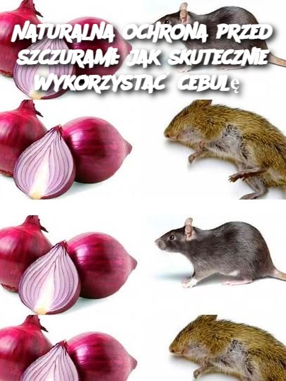 Naturalna metoda walki ze szczurami – cebula w roli głównej