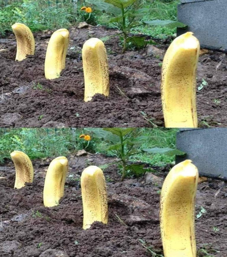 Zakop banana w ziemi – Niezwykły sposób na naturalny efekt w 7 dni!