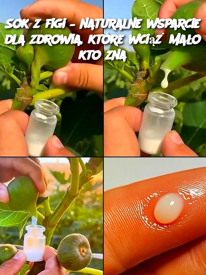 Sok z figi – naturalne wsparcie dla zdrowia, które wciąż mało kto zna