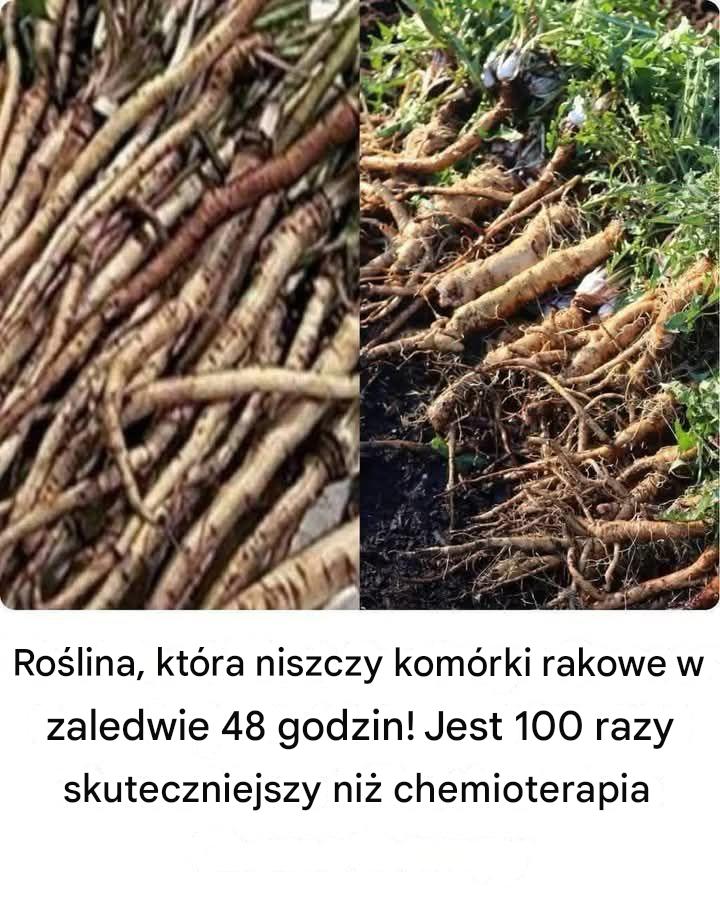 Potężna roślina, która może wspomagać leczenie raka: bliższe spojrzenie na korzyści płynące z korzenia łopianu większego