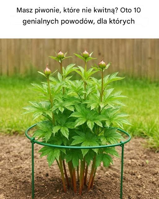 Dlaczego Twoje piwonie milczą? 10 zaskakujących przyczyn braku kwitnienia