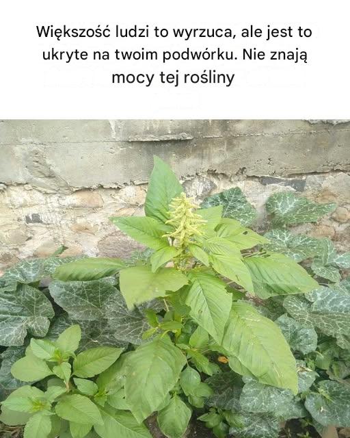 Widziałem to ostatnio na podwórku!