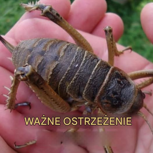 Najbardziej niebezpieczny owad na świecie został właśnie znaleziony
