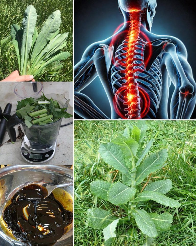 Ekstrakt z dzikiej sałaty: naturalny środek przeciwbólowy i uspokajający