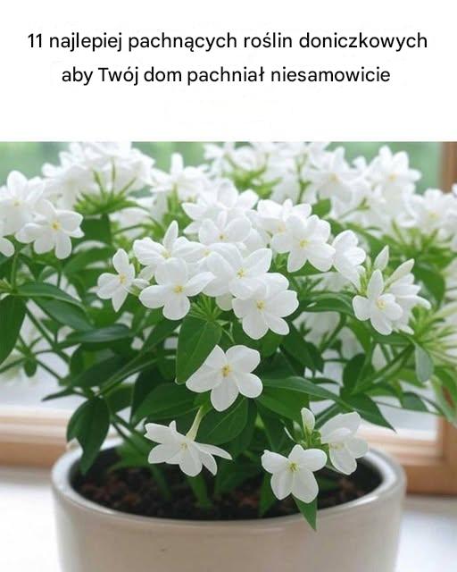 11 najlepiej pachnących roślin doniczkowych, dzięki którym Twój dom będzie pachniał niesamowicie