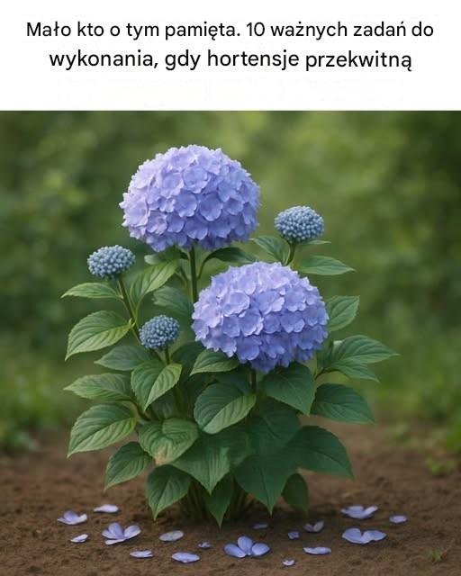 Mało kto o tym pamięta. 10 ważnych zadań do wykonania, gdy hortensje przekwitną